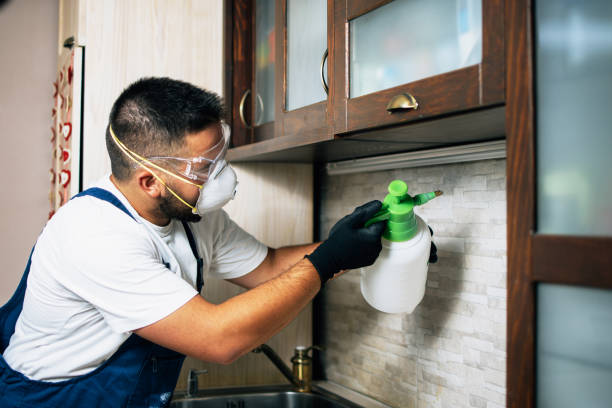 Wasp Removal Services in Hillsboro, KS